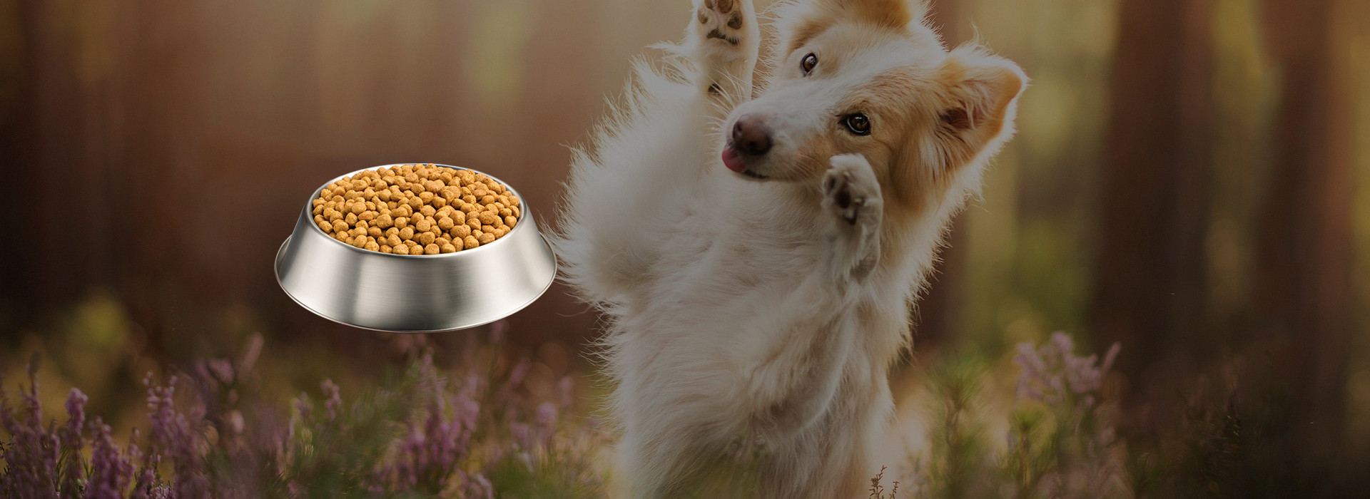 Special food for dogs